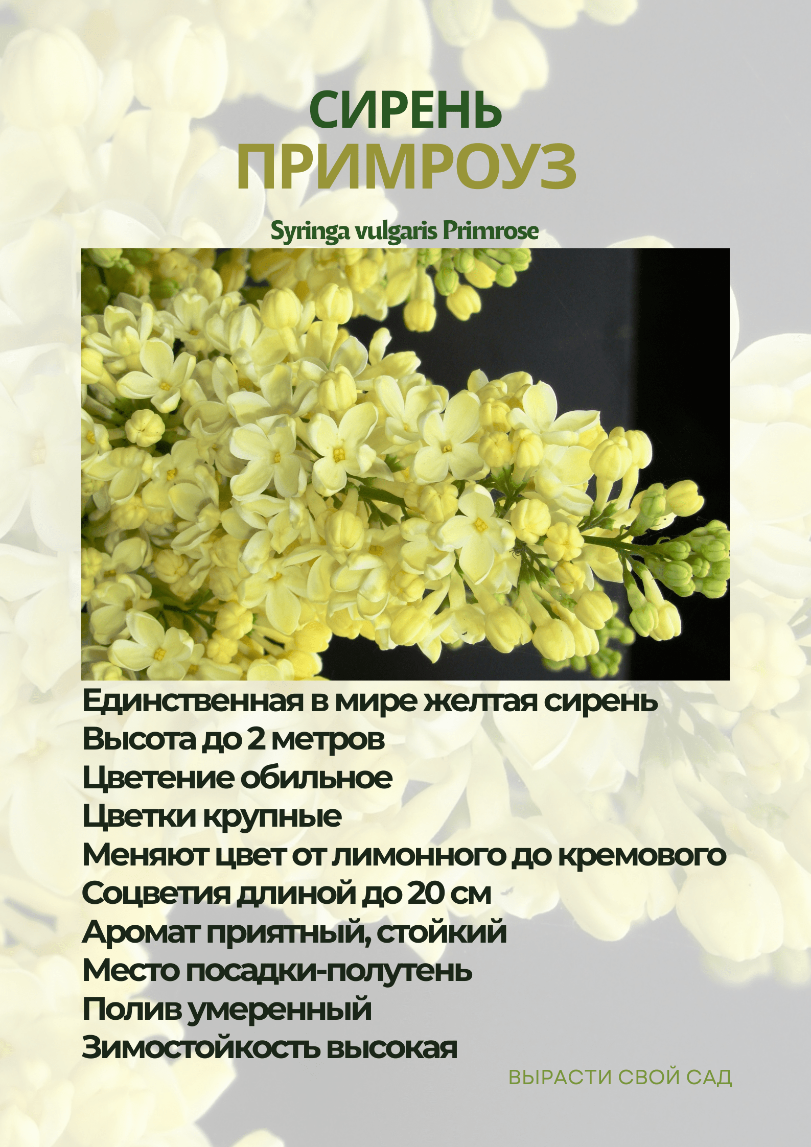 картинка сирени