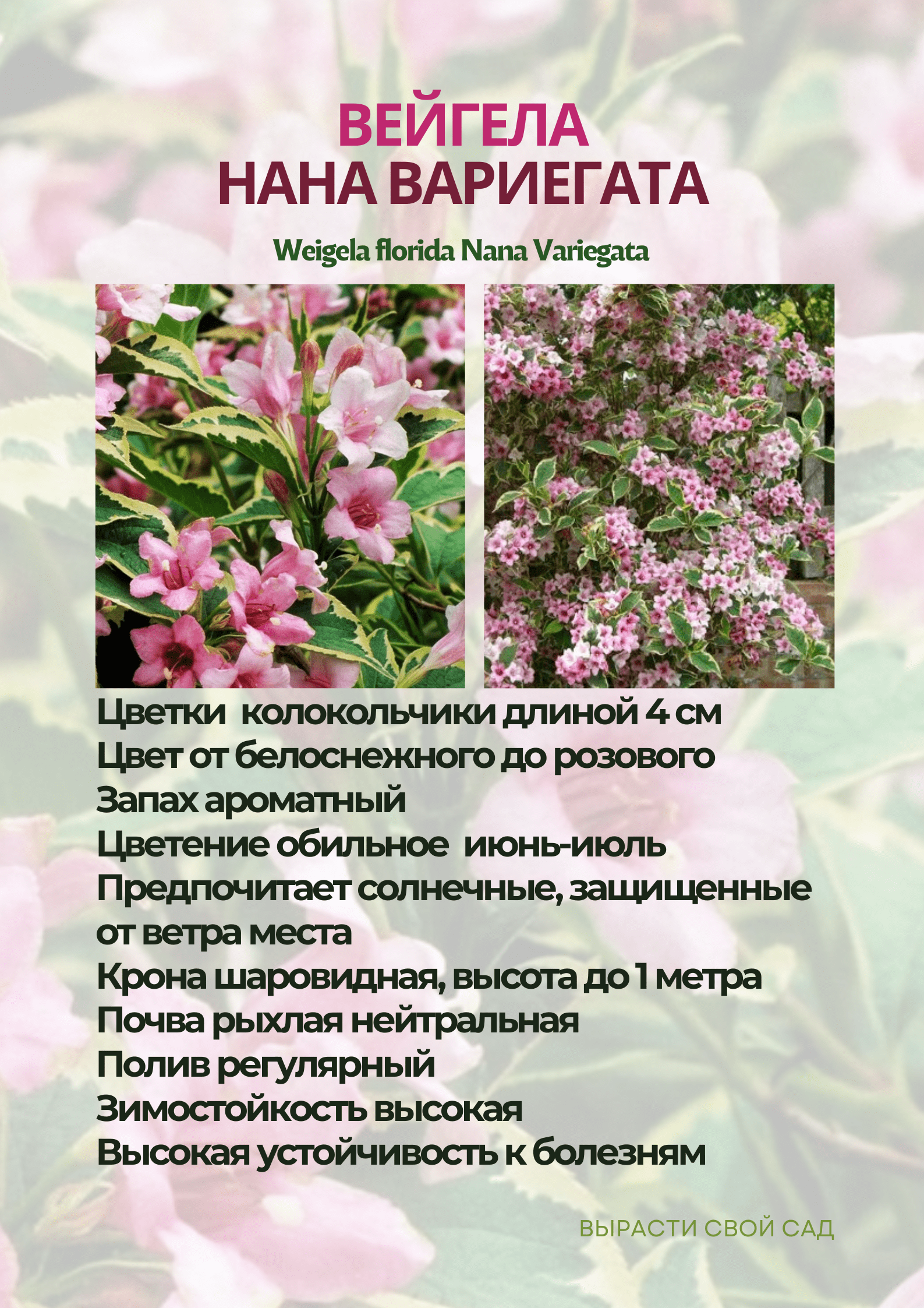 картинка вейгела