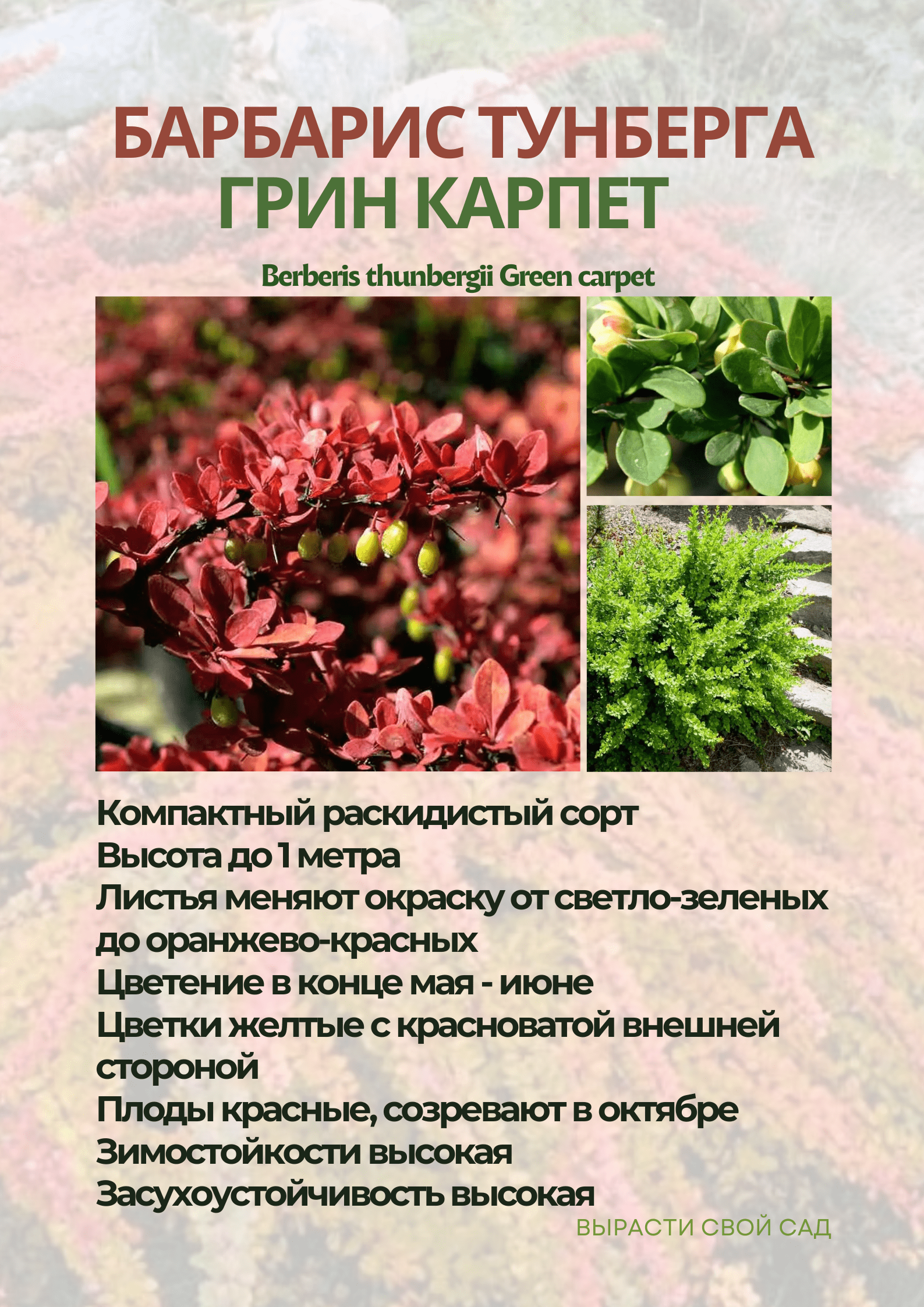 картинка барбарис