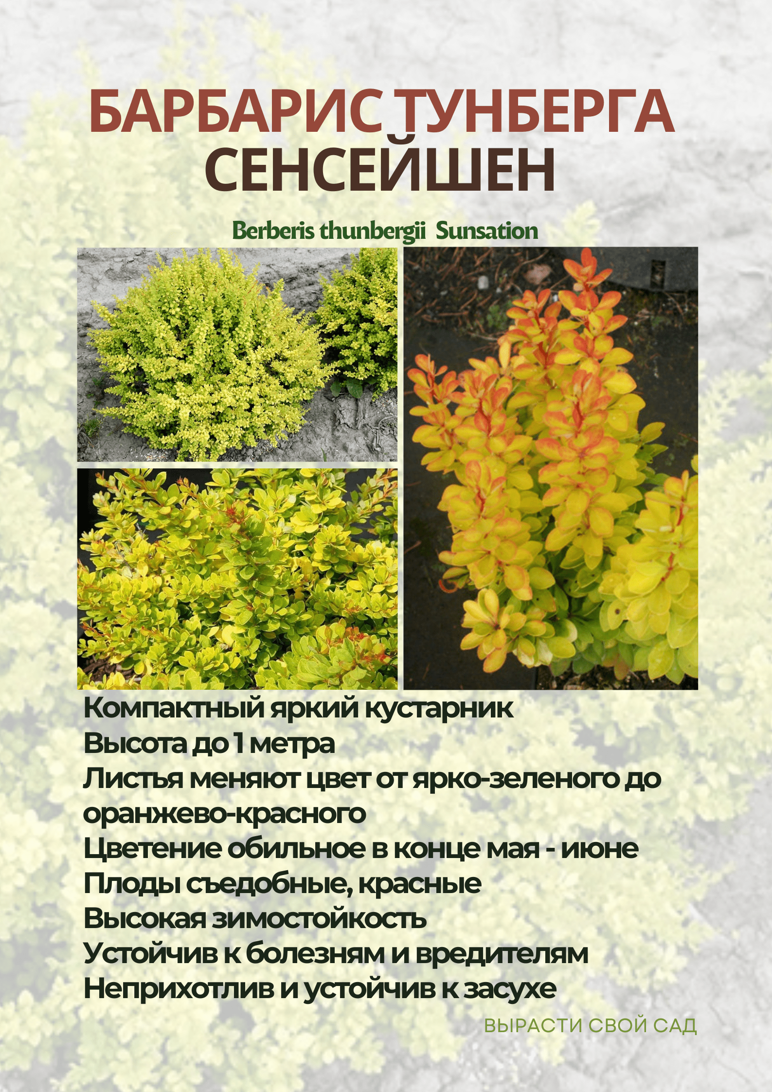 картинка барбарис