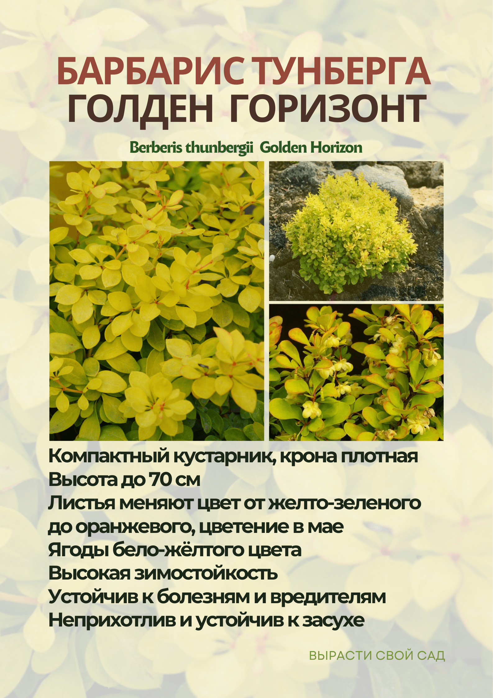 картинка барбарис