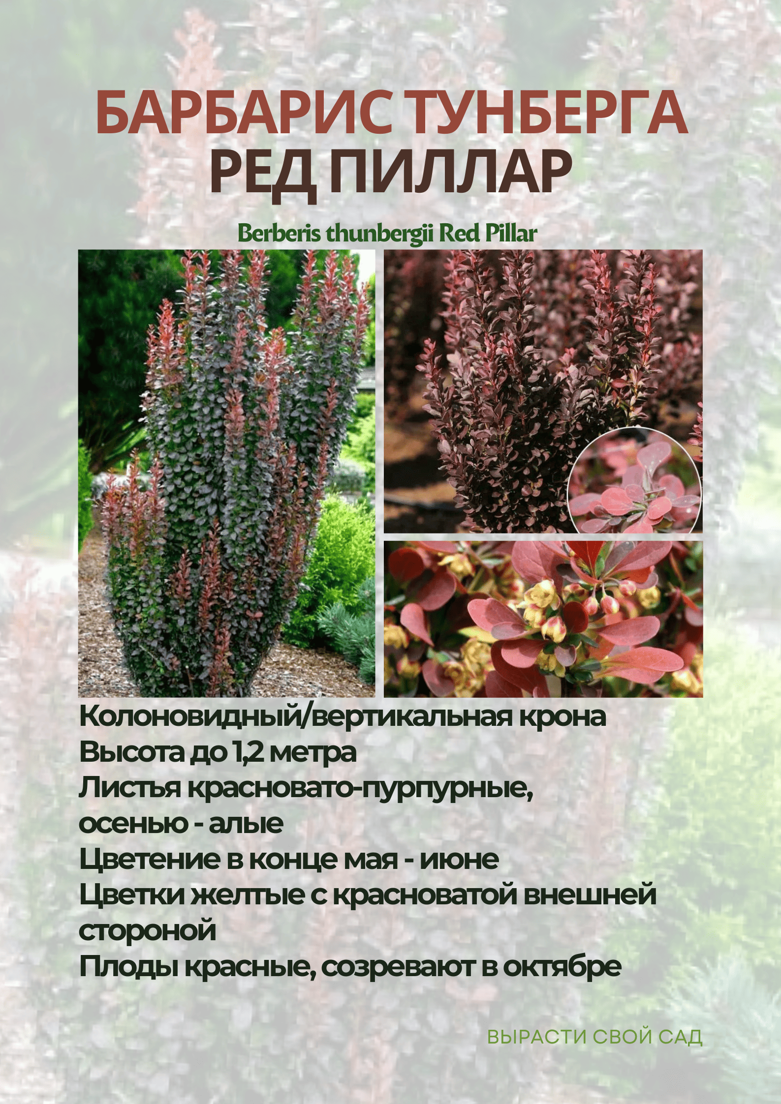 картинка барбарис