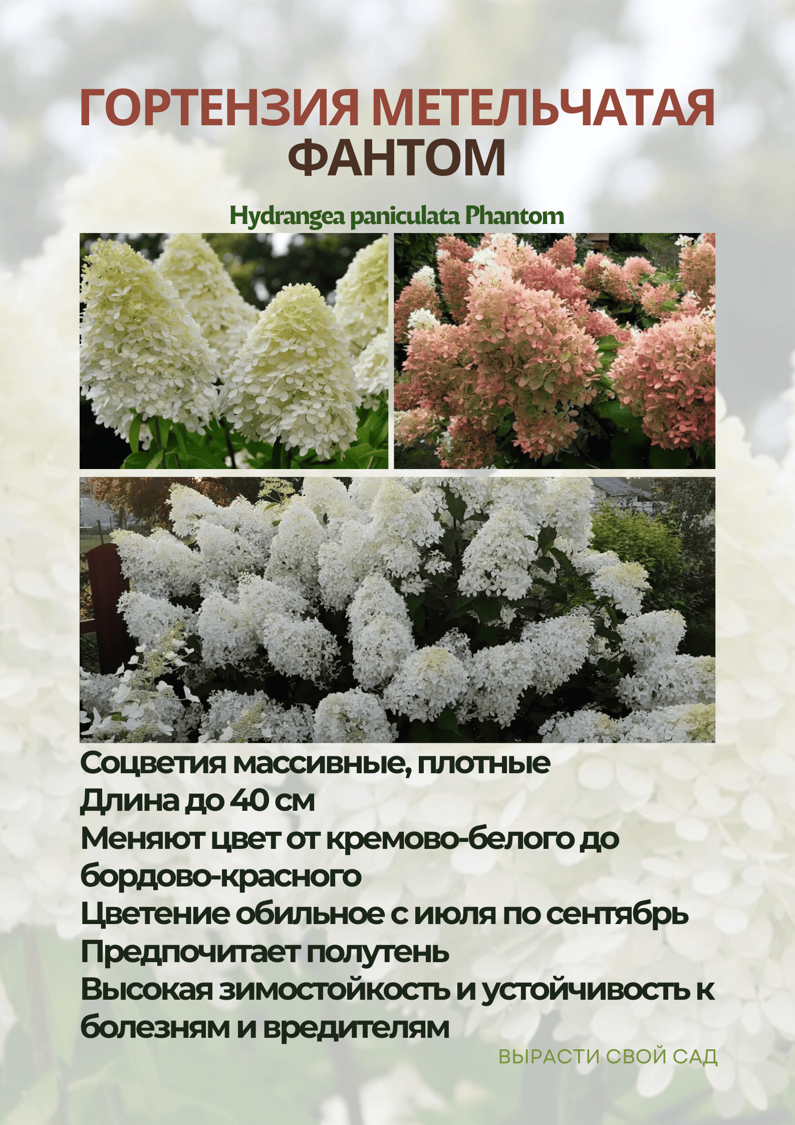 картинка гортензия