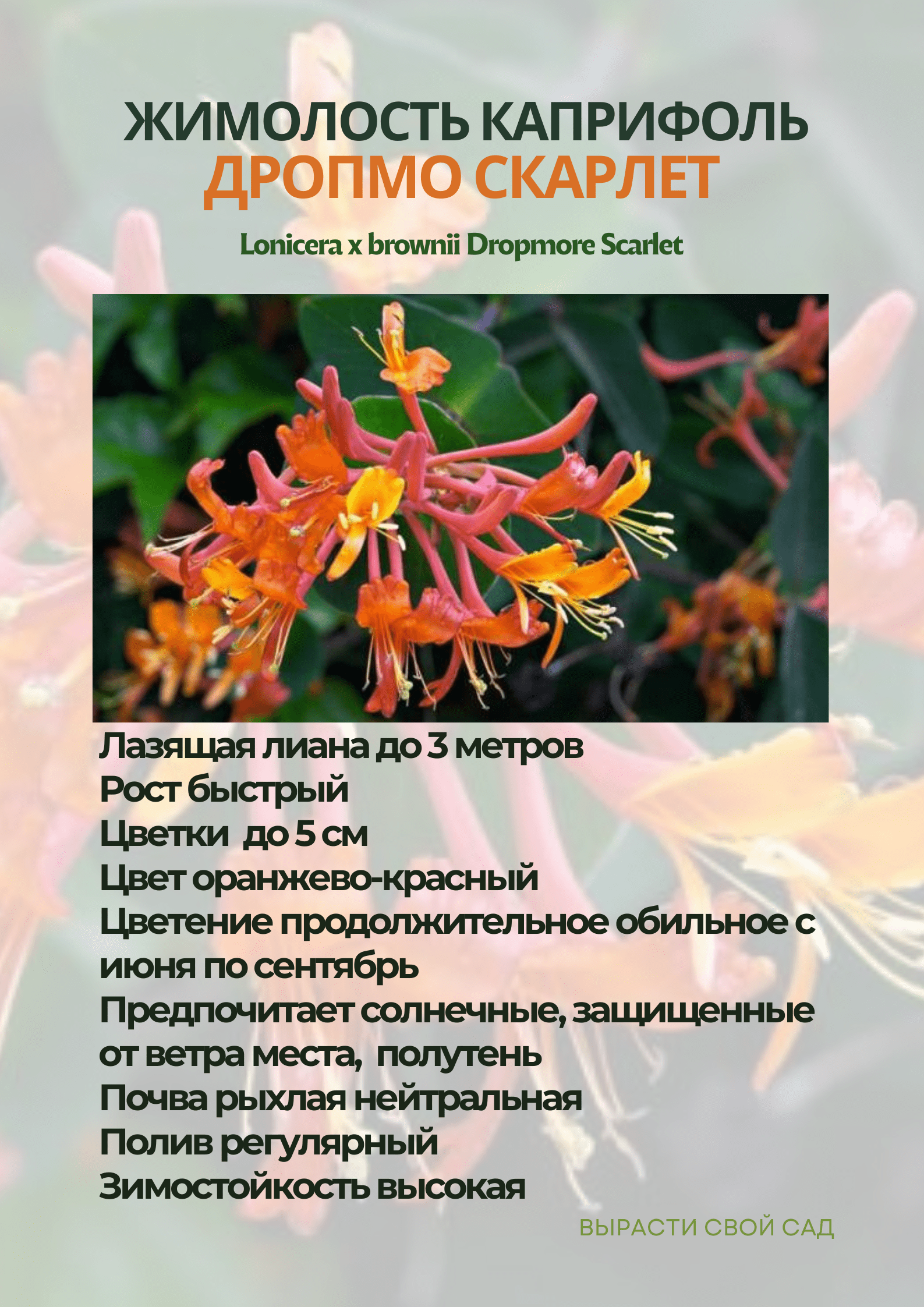 картинка жимолость