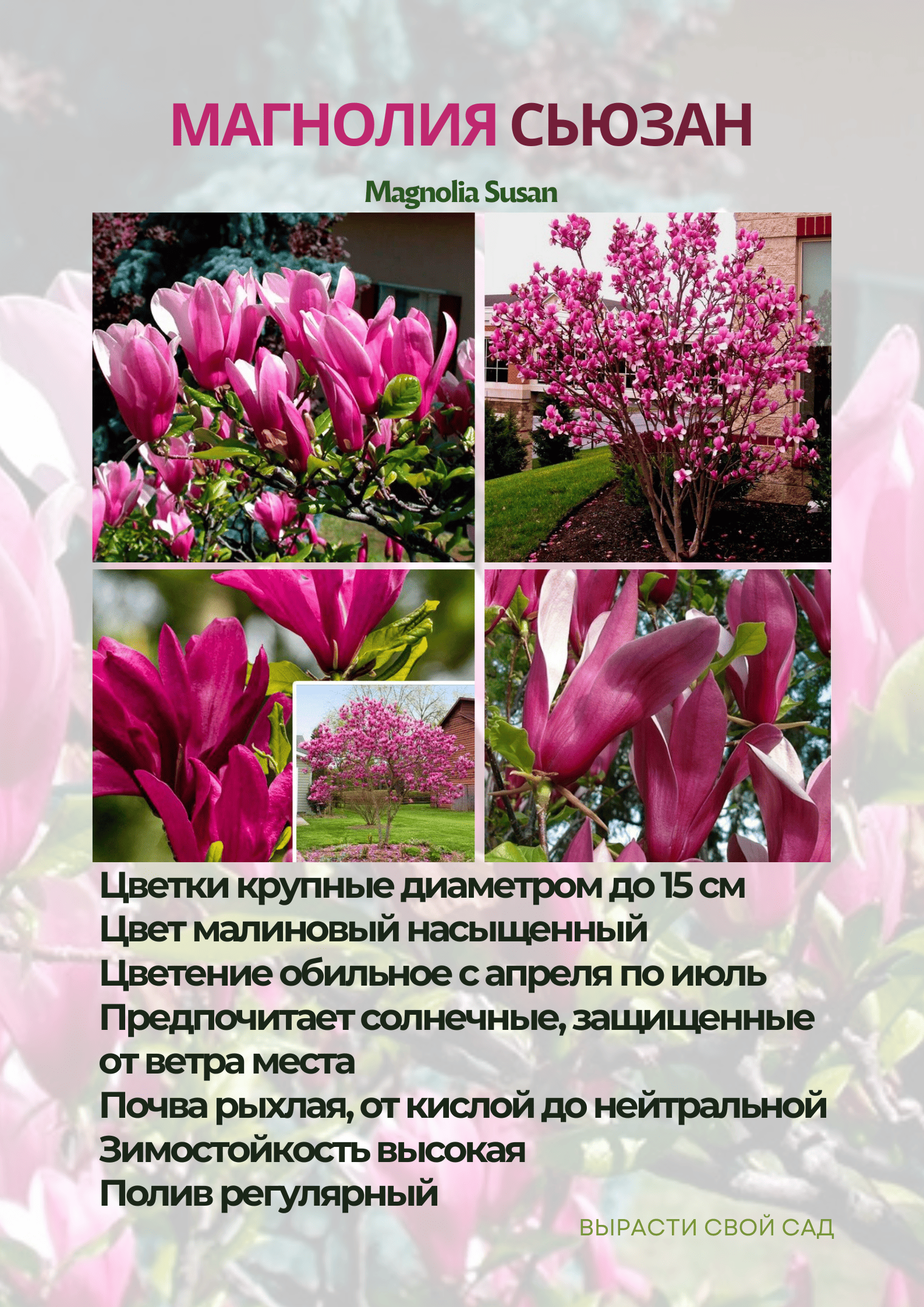 картинка магнолия