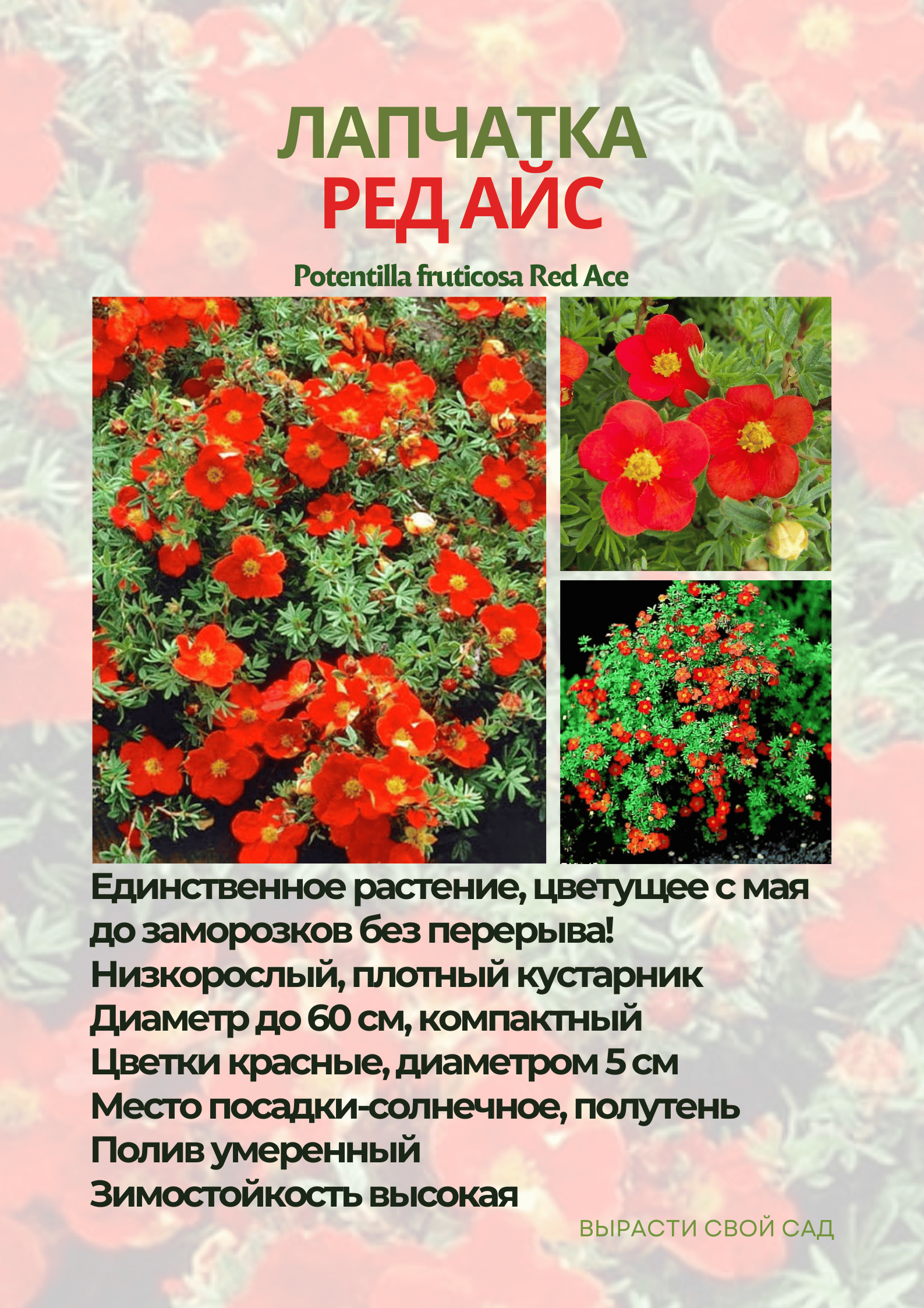 картинка лапчатка