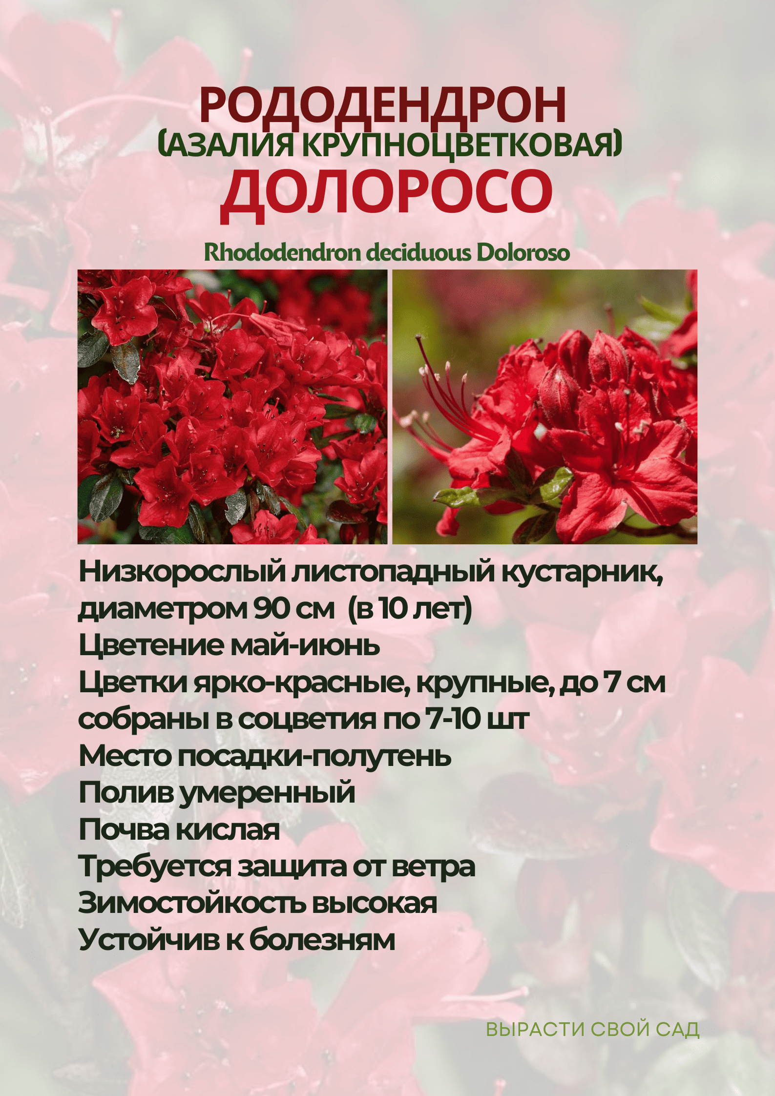 картинка рододендрон