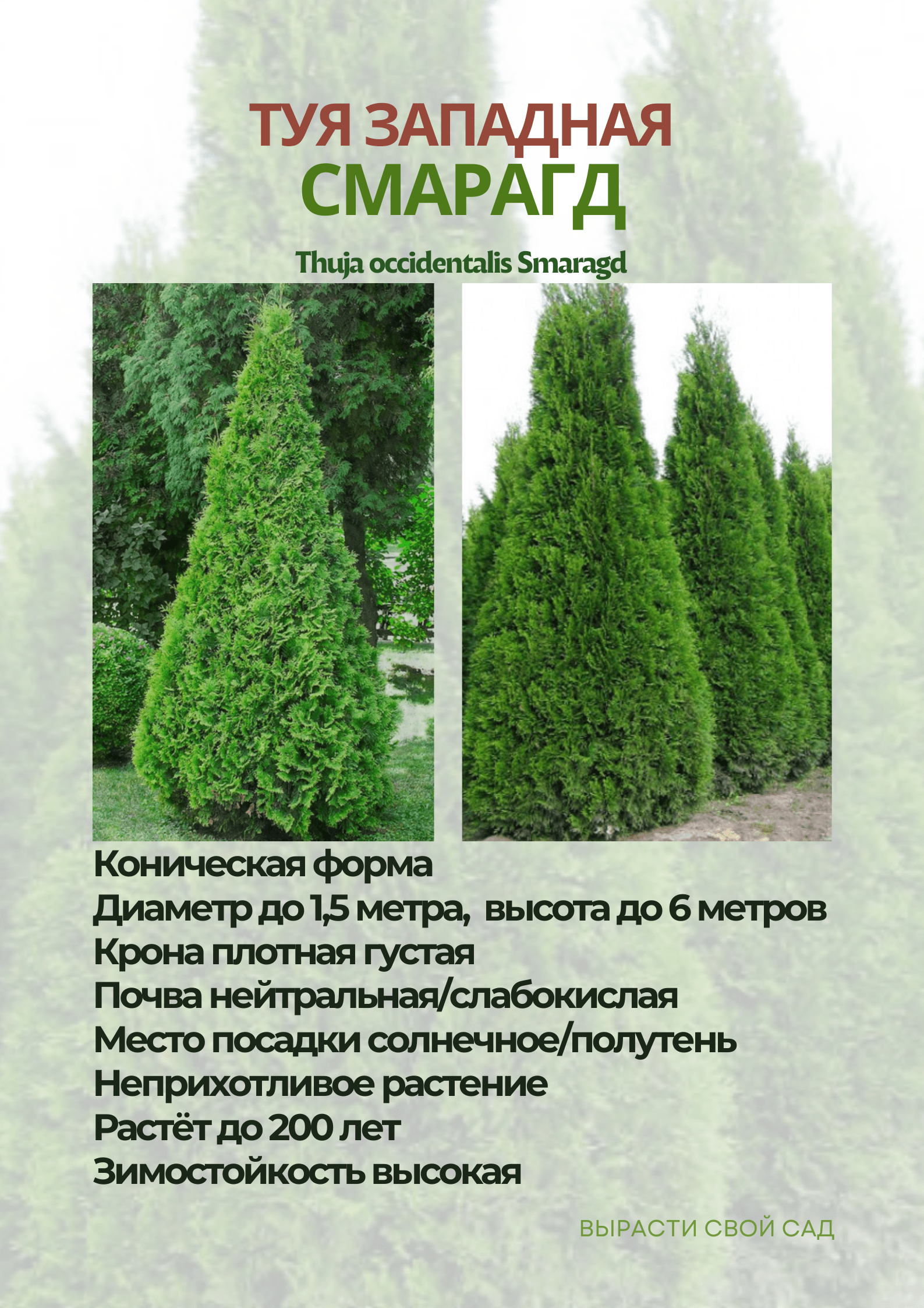 картинка туя смарагд