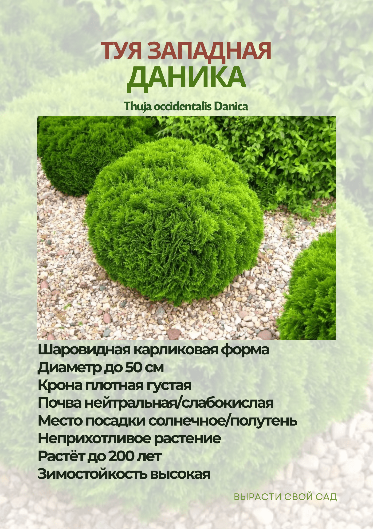 картинка туя даника