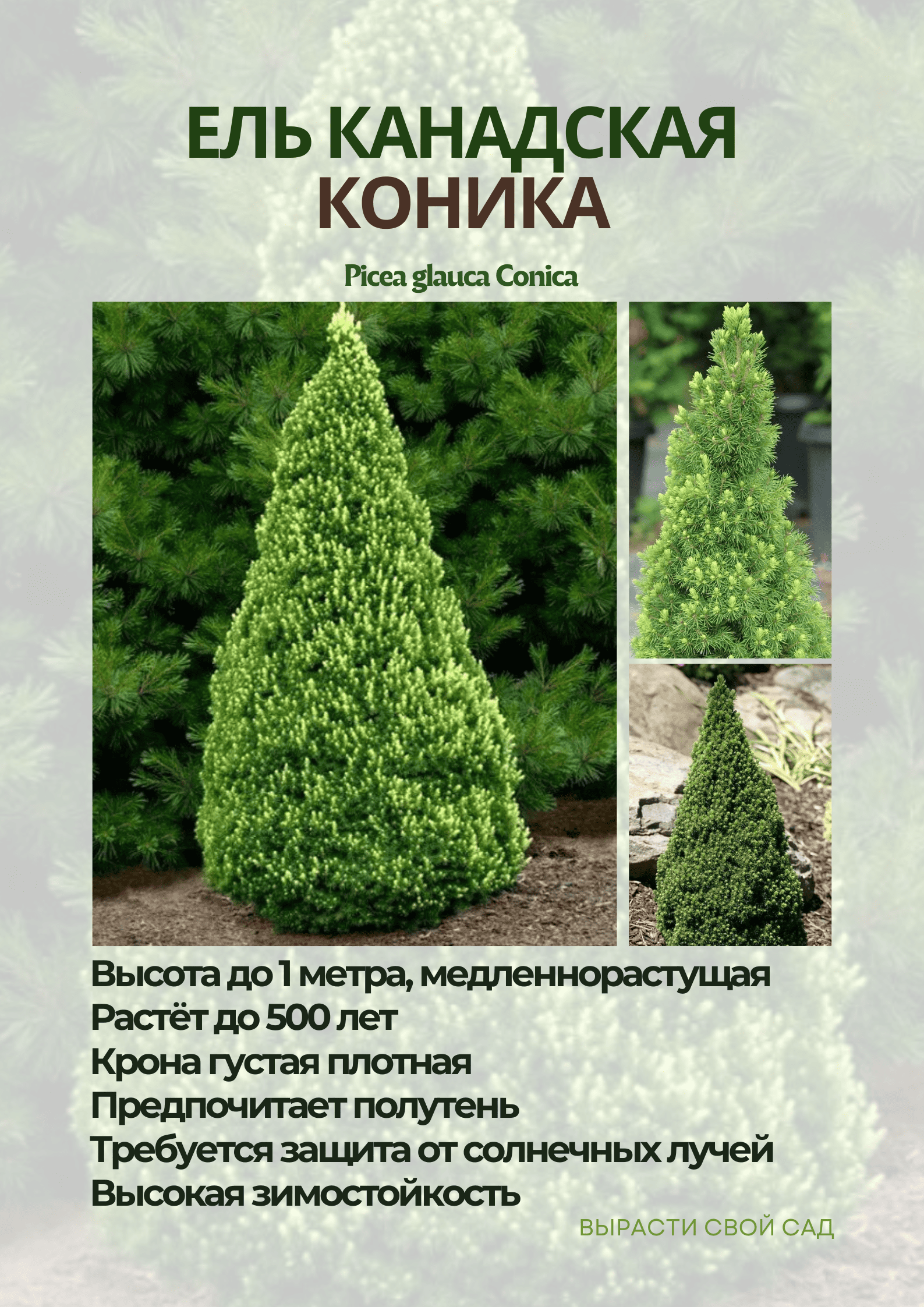 картинка ель коника