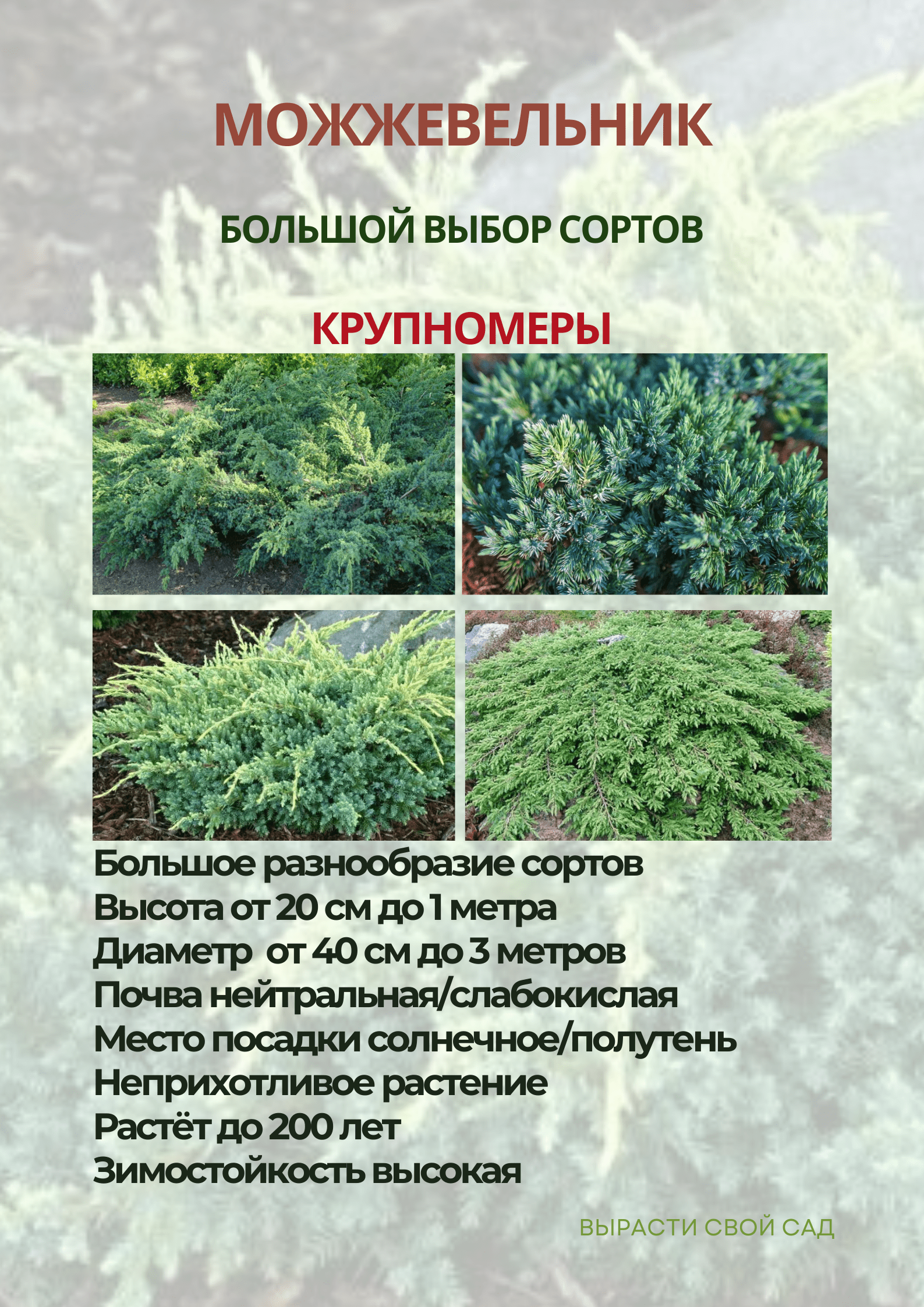 картинка можжевельник