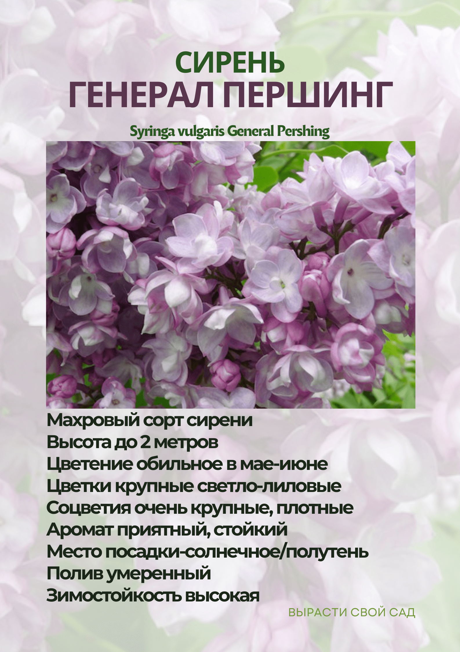 картинка сирень