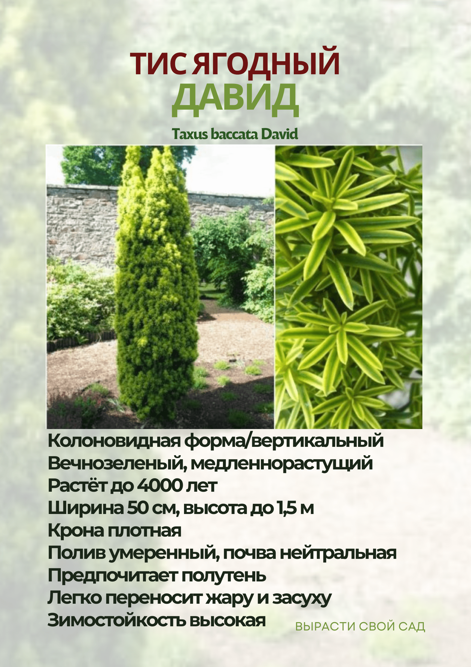 картинка тис