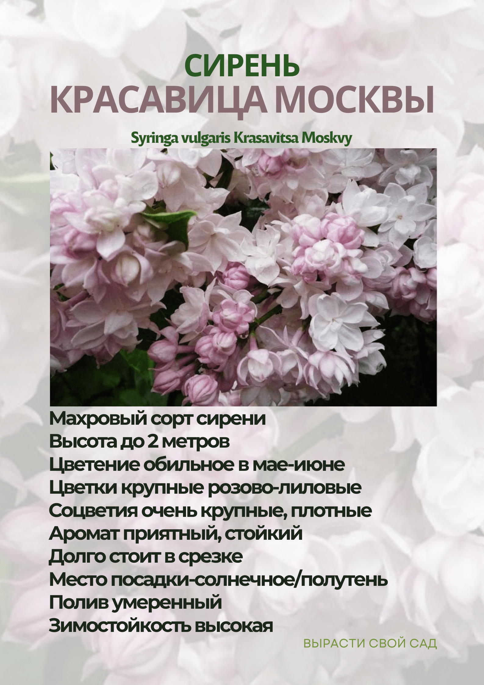 картинка сирень