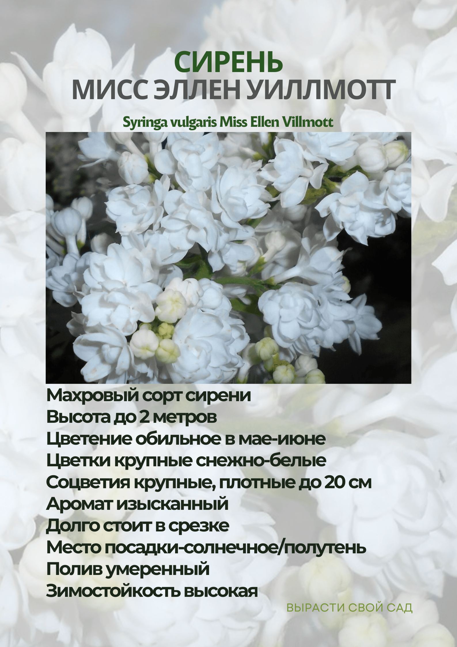 картинка сирень